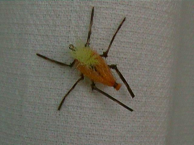 spider.JPG (41710 bytes)